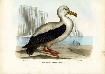 Albatros royal, 1863-79